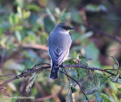 Muscisaxicola maclovianus