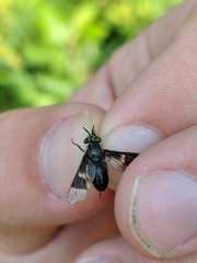 Chrysops carbonarius
