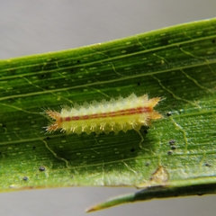 Euprosterna sapucaya