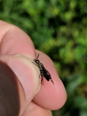 Chrysops carbonarius