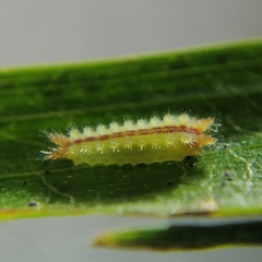 Euprosterna sapucaya