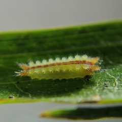 Euprosterna sapucaya