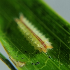 Euprosterna sapucaya