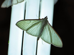 Stemorrhages sericea