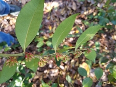 Lyonia lucida