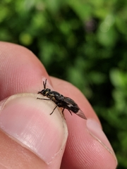 Chrysops carbonarius