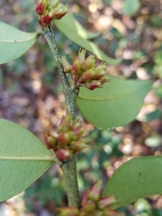 Lyonia lucida