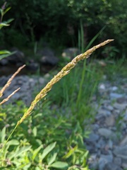 Sphenopholis intermedia