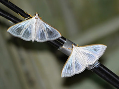 Stemorrhages sericea