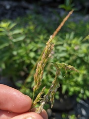 Sphenopholis intermedia