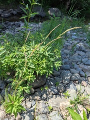 Sphenopholis intermedia