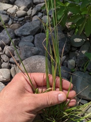 Sphenopholis intermedia