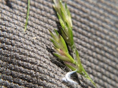 Sphenopholis intermedia