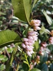 Lyonia lucida