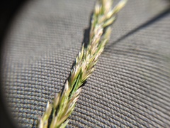 Sphenopholis intermedia