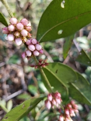 Lyonia lucida