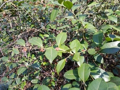 Lyonia lucida