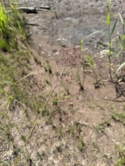 Dichanthelium boreale