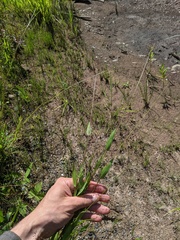 Dichanthelium boreale