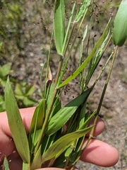 Dichanthelium boreale