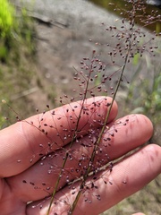 Dichanthelium boreale