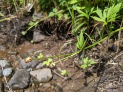 Ranunculus pensylvanicus