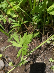Ranunculus pensylvanicus