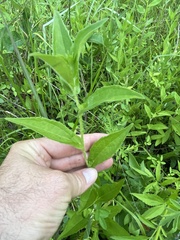 Rudbeckia terranigrae