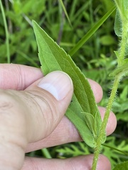 Rudbeckia terranigrae