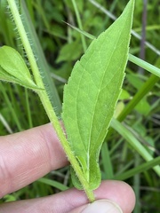 Rudbeckia terranigrae