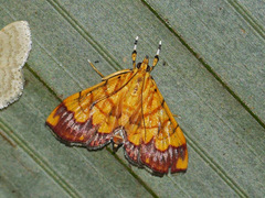 Cryptosara caritalis