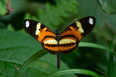 Heliconius ethilla narcaea