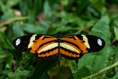 Heliconius ethilla narcaea