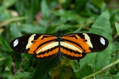 Heliconius ethilla narcaea
