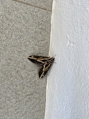 Eumorpha vitis fuscatus