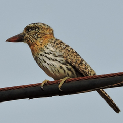 Nystalus maculatus striatipectus