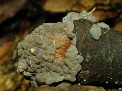 Exidia novozealandica