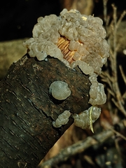 Exidia novozealandica