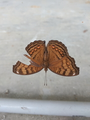 Junonia hedonia