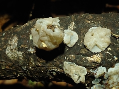 Exidia novozealandica