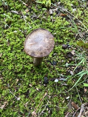 Tylopilus badiceps
