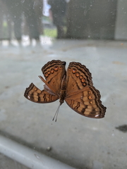 Junonia hedonia