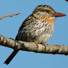 Nystalus maculatus striatipectus