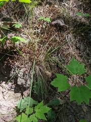 Piptatheropsis pungens