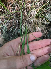 Piptatheropsis pungens