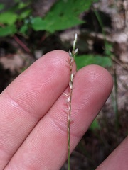 Piptatheropsis pungens
