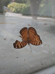 Junonia hedonia