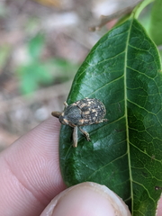 Eutyrhinus meditabundus