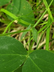 Lathyrus ochroleucus