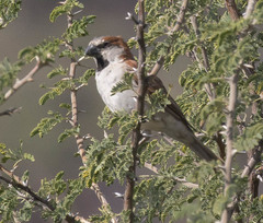 Passer motitensis